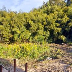 竹の伐採、承ります。