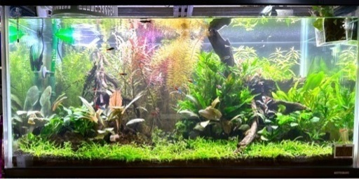 90センチ水草水槽