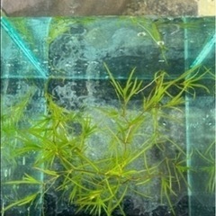 水草→ナヤス