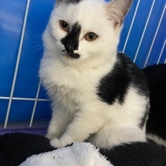 生後3〜4ヶ月子猫
