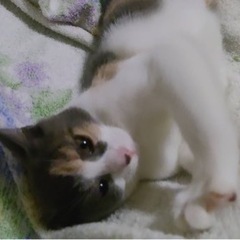 急募　子猫　3ヶ月