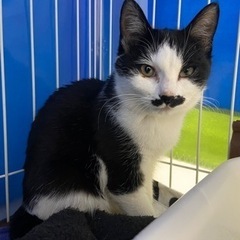 生後3〜4ヶ月子猫　ハチワレちょび髭
