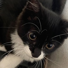 保護猫 3.5ヶ月程度