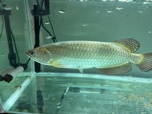 ノーザンバラムンディ　アロワナ　熱帯魚