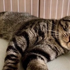 里親さん決まりました😊スコティッシュフォールドの男の子❤️