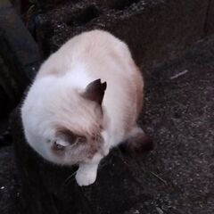 里親様決定予定　長崎市の地域猫　届け出済み