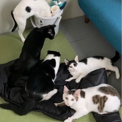 助けが必要な野良猫等の情報をお寄せ下さい。