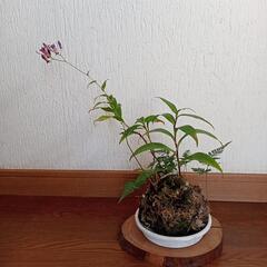 軽石の山野草盆栽　ホトトギスとトキワシノブ