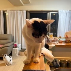 母の他界により飼い主が居なくなりました。