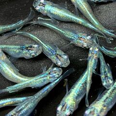 虹色めだか【ネム】