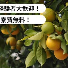 【住み込み/寮費無料】愛媛県松山市中島でみかん収穫等のお仕事！【...