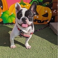 犬の股関節形成不全、膝蓋骨脱臼について