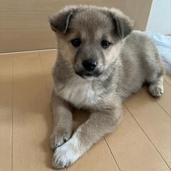 【くるみ】雑種子犬里親募集中