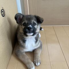 【きのこ】雑種子犬里親募集中