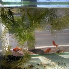 水槽＋水草、メダカ、金魚、錦鯉、ヌマエビ、タニシ等Bセット