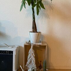 パキラ（植物）、スタンド、水やりのセット