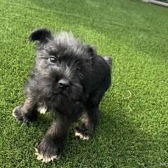 Ⅿシュナイザー　とても元気な子犬　２か月