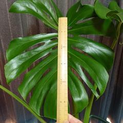 モンステラ（観葉植物）の画像