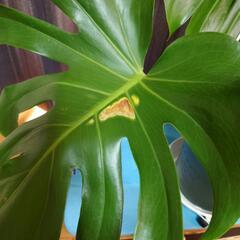 モンステラ（観葉植物）の画像