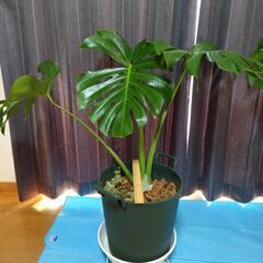モンステラ（観葉植物）