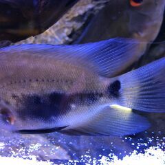 入荷少ない種類！トライアングルシクリッド稚魚（アメリカンシクリッド）の画像