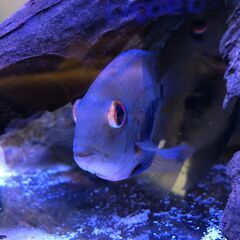 入荷少ない種類！トライアングルシクリッド稚魚（アメリカンシクリッド）の画像