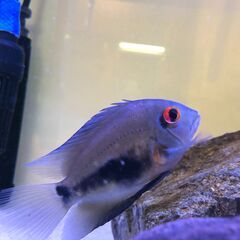 入荷少ない種類！トライアングルシクリッド稚魚（アメリカンシクリッド）の画像