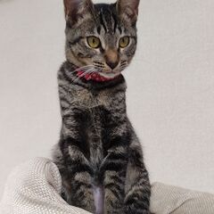 里親さん決まりました！とっても愛らしいキジ猫