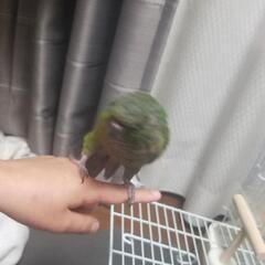 迷子ウロコインコを探しています。 - 青梅市