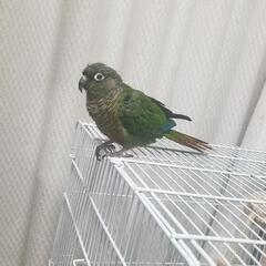 迷子ウロコインコを探しています。 − 東京都