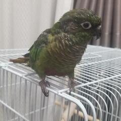 迷子ウロコインコを探しています。