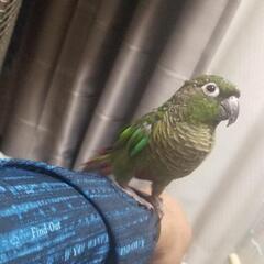 迷子ウロコインコを探しています。 - 手伝って/助けて
