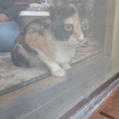 可愛い三毛猫さん🍀