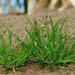 愛媛県の伐採、草刈りされてる方いらっしゃいますか？