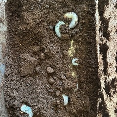 グラントシロカブト　初〜２令幼虫セット