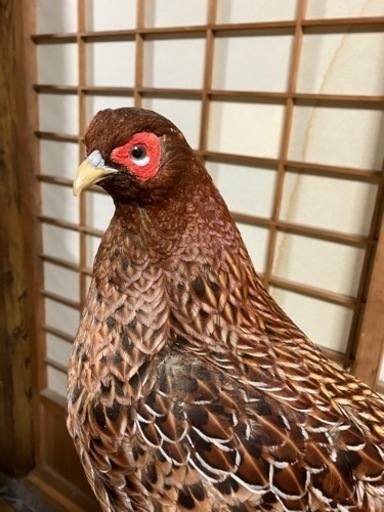 剥製