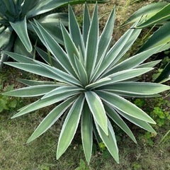 アガベ白閃光&ベネズエラ斑無しの画像