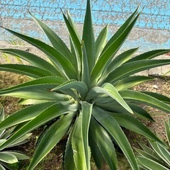 アガベ白閃光&ベネズエラ斑無しの画像