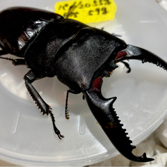 特大　②パラワンオオヒラタクワガタ　1ペア