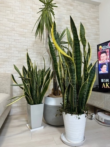 観葉植物/ドラセナコンシンネ