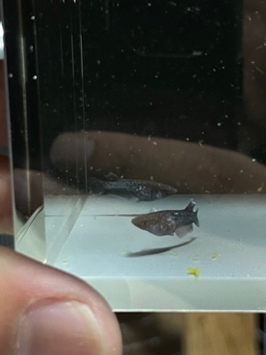 ミッドナイトフリル　漆黒　1ペア　若魚　現物出品