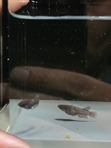 ミッドナイトフリル　漆黒　1ペア　若魚　現物出品