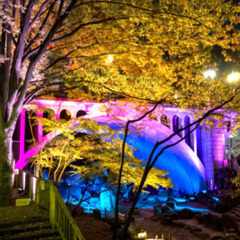 日本の都市公園百選に選定されている音無親水公園で夜の紅葉散歩します♪