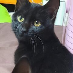 新しい家族にしてあげて下さい