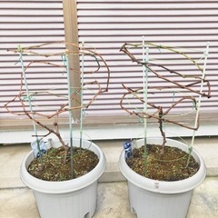 シャインマスカット 巨峰 樹木 鉢植え