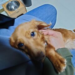 【募集停止中】人が大好き、食べるの大好き女子のあんこちゃん - 里親募集