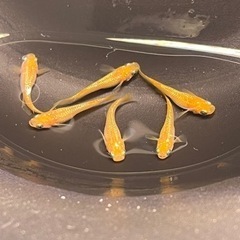 メダカ　紅華　若魚　1P