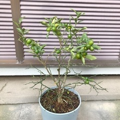 キンカン 樹木 鉢植え