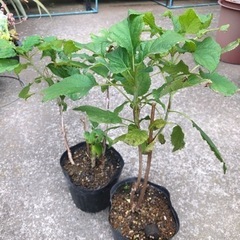 アナベル 紫陽花 草花 ポット苗
