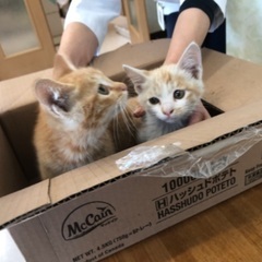急ぎ里親募集中です❗️